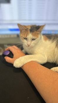 Caramel Latte -  Calico Cat for Adoption in Cary, North Carolina - Caramel Latte | PetCurious