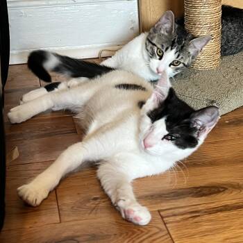 Olive & Okra -  Domestic Short Hair Cat for Adoption in Philadelphia, Pennsylvania - Olive & Okra | PetCurious