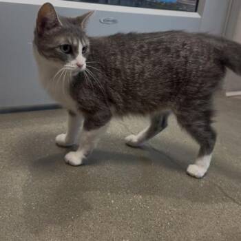 Domestic Short Hair Cats Available for Adoption in Janesville, Wisconsin - Kira | PetCurious
