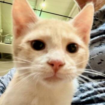 Domestic Short Hair Cats Available for Adoption in Lake Ozark, Missouri - STELLA | PetCurious