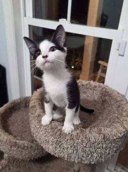 Lil Mama -  Domestic Short Hair Cat for Adoption in Statesboro, Georgia - Lil Mama | PetCurious
