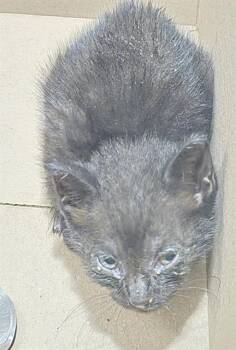 TANGO -  Domestic Medium Hair Cat for Adoption in San Antonio, Texas - TANGO | PetCurious