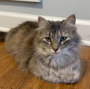 Domestic Long Hair Cats Available for Adoption in Urbandale, Iowa - Sally | PetCurious