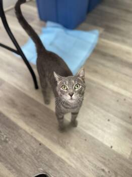 Burley -  Domestic Short Hair Cat for Adoption in Trenton, New Jersey - Burley | PetCurious