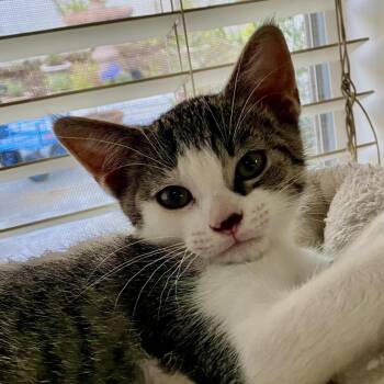 Doyle -  Domestic Short Hair Cat for Adoption in Irvine, California - Doyle | PetCurious