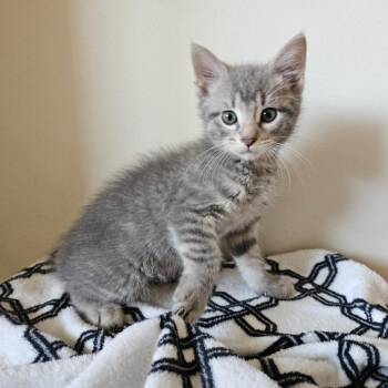 Dove -  Domestic Short Hair Cat for Adoption in Belleville, Illinois - Dove | PetCurious
