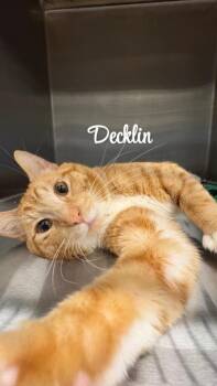 Decklin -  Domestic Short Hair Cat for Adoption in Clarksville, Tennessee - Decklin | PetCurious