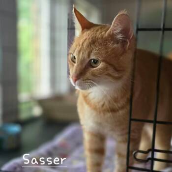 FUZZ ALDRIN -  Domestic Short Hair Cat for Adoption in Kyle, Texas - FUZZ ALDRIN | PetCurious