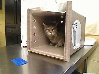 PRECIOUS -  Domestic Short Hair Cat for Adoption in Cookeville, Tennessee - PRECIOUS | PetCurious