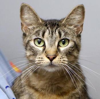 Dani (AO37173) -  Domestic Short Hair Cat for Adoption in Kansas City, Kansas - Dani (AO37173) | PetCurious