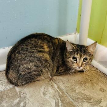 Domestic Short Hair Cats Available for Adoption - Kisses | PetCurious