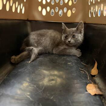 Hopscotch -  Domestic Short Hair Cat for Adoption in Winston-salem, North Carolina - Hopscotch | PetCurious