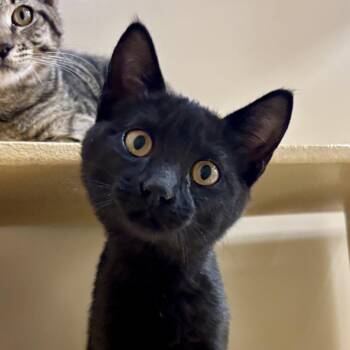 Ebby -  Domestic Short Hair Cat for Adoption in Sonora, California - Ebby | PetCurious