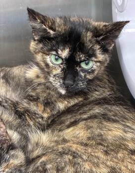 Colorado -  Domestic Short Hair Cat Available for Adoption in Hartsville, South Carolina - Colorado | PetCurious