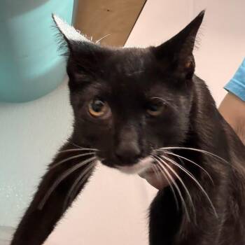 Godzilla -  Domestic Short Hair Cat for Adoption in Tampa, Florida - Godzilla | PetCurious