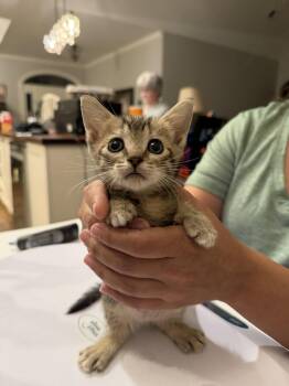 Featherweight (Available for pre-adoption) -  Domestic Short Hair Cat for Adoption in Camden, South Carolina - Featherweight (Available For Pre-adoption) | PetCurious