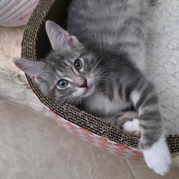 Miles -  Domestic Long Hair Cat for Adoption in San Antonio, Texas - Miles | PetCurious