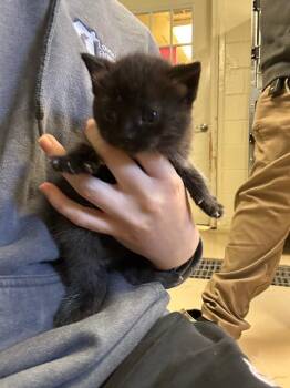 Namaste -  Domestic Short Hair Cat for Adoption in Mineral, Virginia - Namaste | PetCurious