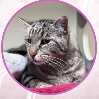 Domestic Short Hair Cats Available for Adoption - Good Luck | PetCurious