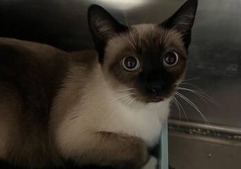 Domestic Short Hair Cats Available for Adoption in Labelle, Florida - Jersey | PetCurious