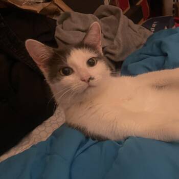 Suki Coming In -  Domestic Short Hair Cat for Adoption in Clifton, New Jersey - Suki Coming In | PetCurious