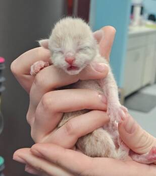 Indy -  Domestic Short Hair Cat Available for Adoption in Washington Court House, Ohio - Indy | PetCurious