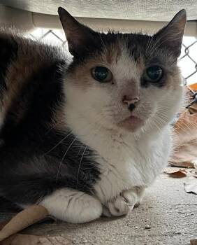 Domestic Short Hair Cats Available for Adoption in San Antonio, Texas - LADY | PetCurious