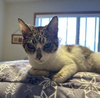 Domestic Short Hair and Exotic Shorthair Cats Available for Adoption in Poplar Grove, Illinois - Cece | PetCurious