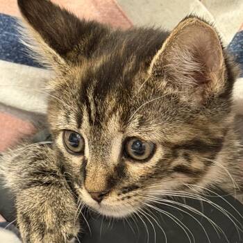 Bridget -  Domestic Short Hair Cat for Adoption in Grantsville, Utah - Bridget | PetCurious