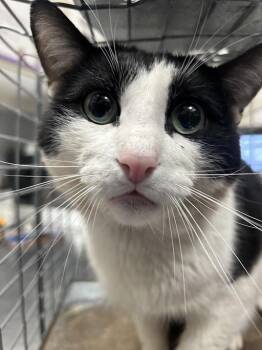 Domestic Short Hair Cats Available for Adoption in Las Vegas, Nevada - FELIX | PetCurious