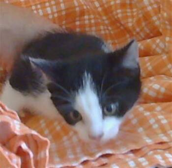 Rescue Domestic Short Hair Cats for Adoption in Sacramento, California - A904357 | PetCurious