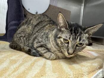RUNTS -  Domestic Short Hair Cat for Adoption in Pueblo, Colorado - RUNTS | PetCurious