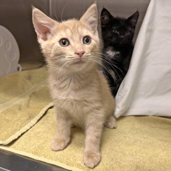 Worf -  Domestic Short Hair Cat for Adoption in Hailey, Idaho - Worf | PetCurious