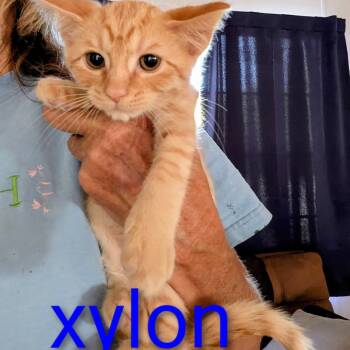 Rescue Domestic Short Hair Cats for Adoption in Port Richey, Florida - Xylon | PetCurious