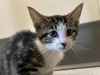 Empress -  Domestic Short Hair Cat for Adoption in Portland, Oregon - Empress | PetCurious