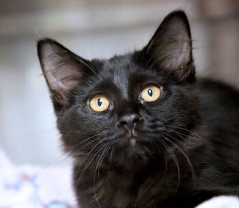 Tito (AO37120) -  Domestic Short Hair Cat for Adoption in Kansas City, Kansas - Tito (AO37120) | PetCurious