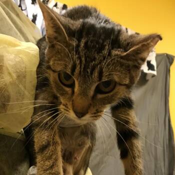Lily -  Domestic Short Hair Cat for Adoption in Newark, New Jersey - Lily | PetCurious