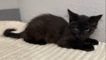 -Elvira -  Domestic Long Hair Cat for Adoption in Red Bluff, California - -Elvira | PetCurious