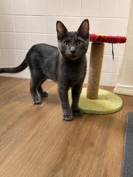 Bing Clawsby -  Extra Toes Cat Hemingway Polydactyl and Russian Blue Cat for Adoption in Dallas, Texas - Bing Clawsby | PetCurious