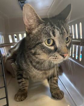 Rescue Domestic Short Hair Cats for Adoption in Westfield, New York - Ramsey | PetCurious