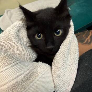 Tuna -  Domestic Medium Hair Cat for Adoption in Pasadena, California - Tuna | PetCurious