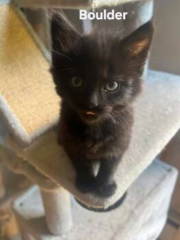 Boulder -  Domestic Medium Hair Cat for Adoption in Chicopee, Massachusetts - Boulder | PetCurious