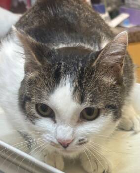 CARTER -  Domestic Short Hair Cat for Adoption in Elizabethton, Tennessee - CARTER | PetCurious