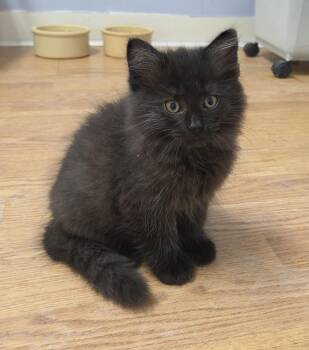 Linus -  Domestic Long Hair Cat for Adoption in Carsonville, Michigan - Linus | PetCurious