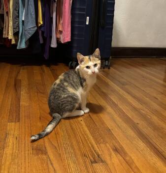 Blossom -  Domestic Short Hair and Calico Cat for Adoption in Zimmerman, Minnesota - Blossom | PetCurious