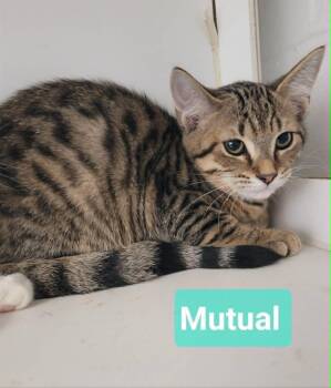 Mutual -  Domestic Short Hair Cat for Adoption in Richmond, Indiana - Mutual | PetCurious