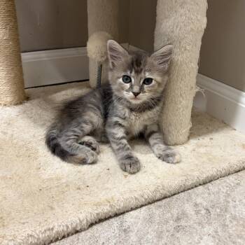 Locket -  Domestic Medium Hair Cat for Adoption in Mastic, New York - Locket | PetCurious