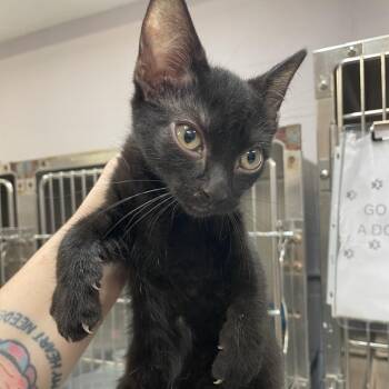 Domestic Short Hair Cats Available for Adoption - Blossom | PetCurious