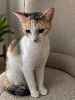 Cecelia -  Domestic Short Hair Cat Available for Adoption in Oviedo, Florida - Cecelia | PetCurious