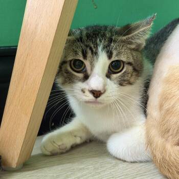 Beanie Baby -  Domestic Short Hair Cat for Adoption in Dayton, Ohio - Beanie Baby | PetCurious